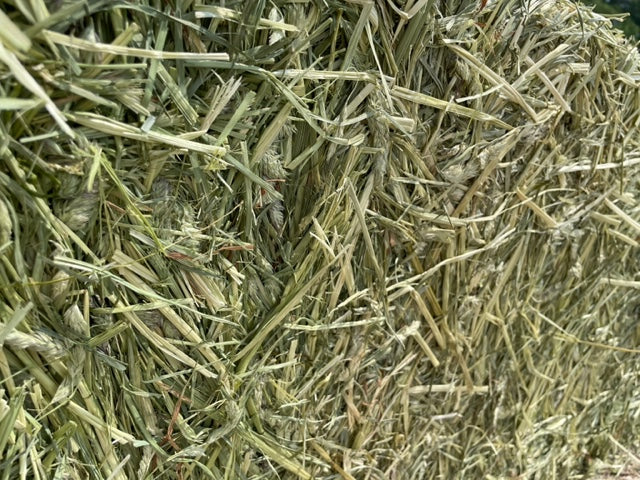 2026 1st Cut Orchard Grass Hay