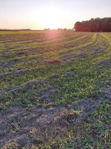 2023 2nd Cut Orchard Grass