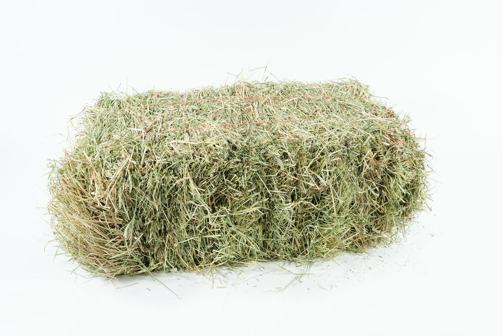 2024 1st Cut Orchard Grass