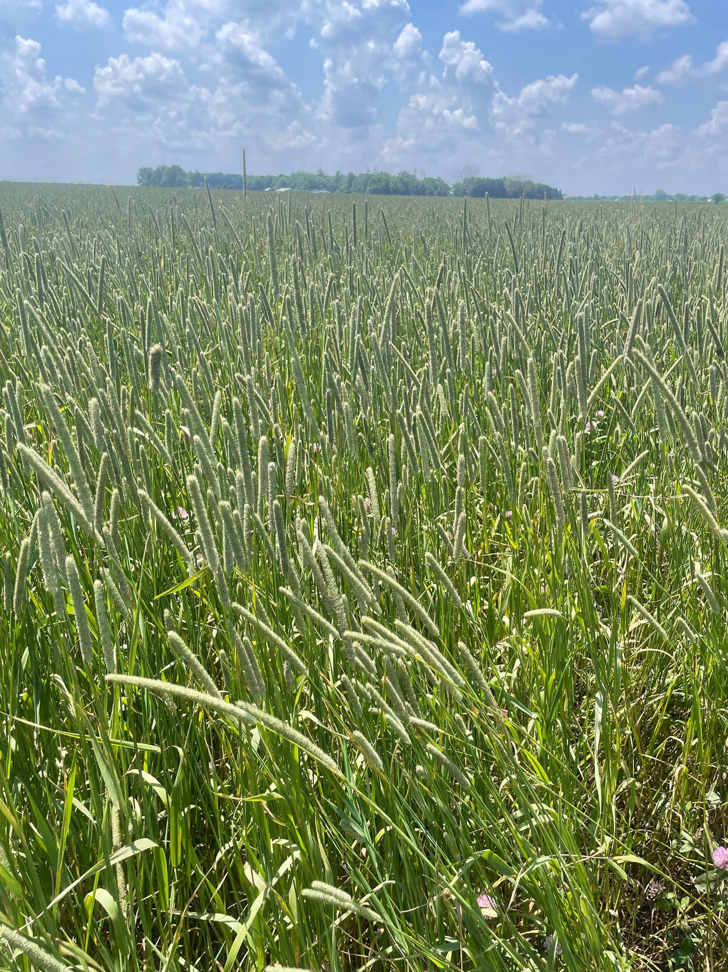 2025 1st cut Timothy Hay