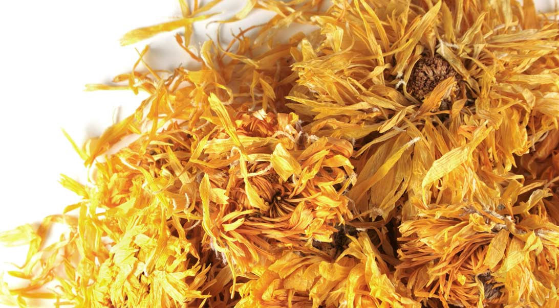 Marigold (Calendula) flower