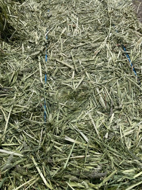 2025 1st Cut Orchard Grass Hay