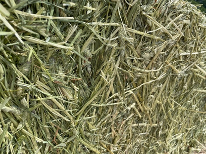 2026 1st Cut Orchard Grass Hay