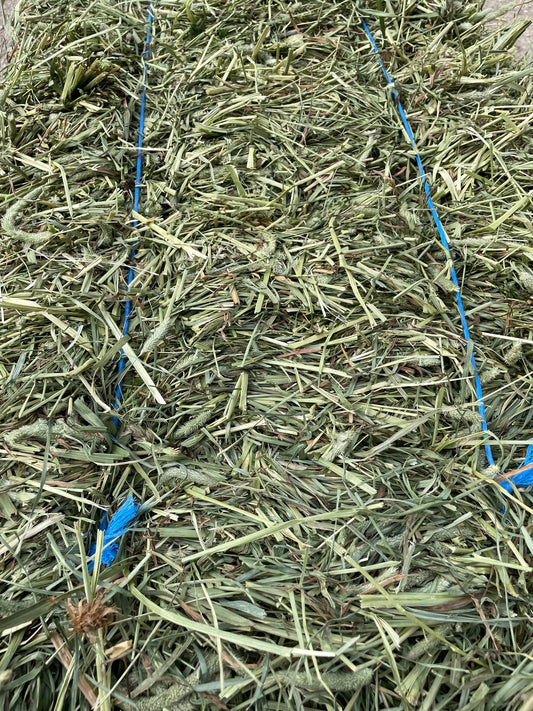 2025 1st cut Timothy/ Orchard Grass Hay