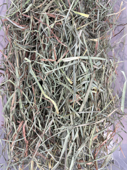 2026 2nd Cut Orchard Grass