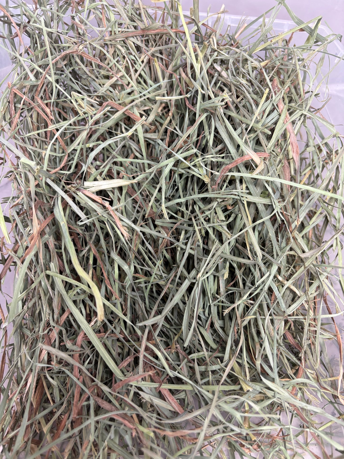 2026 2nd Cut Orchard Grass