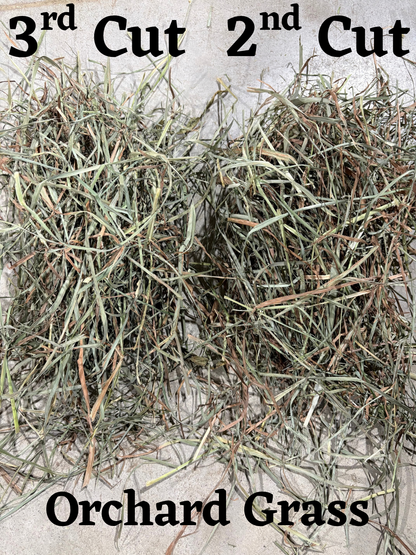 2026 3rd Cut Orchard Grass