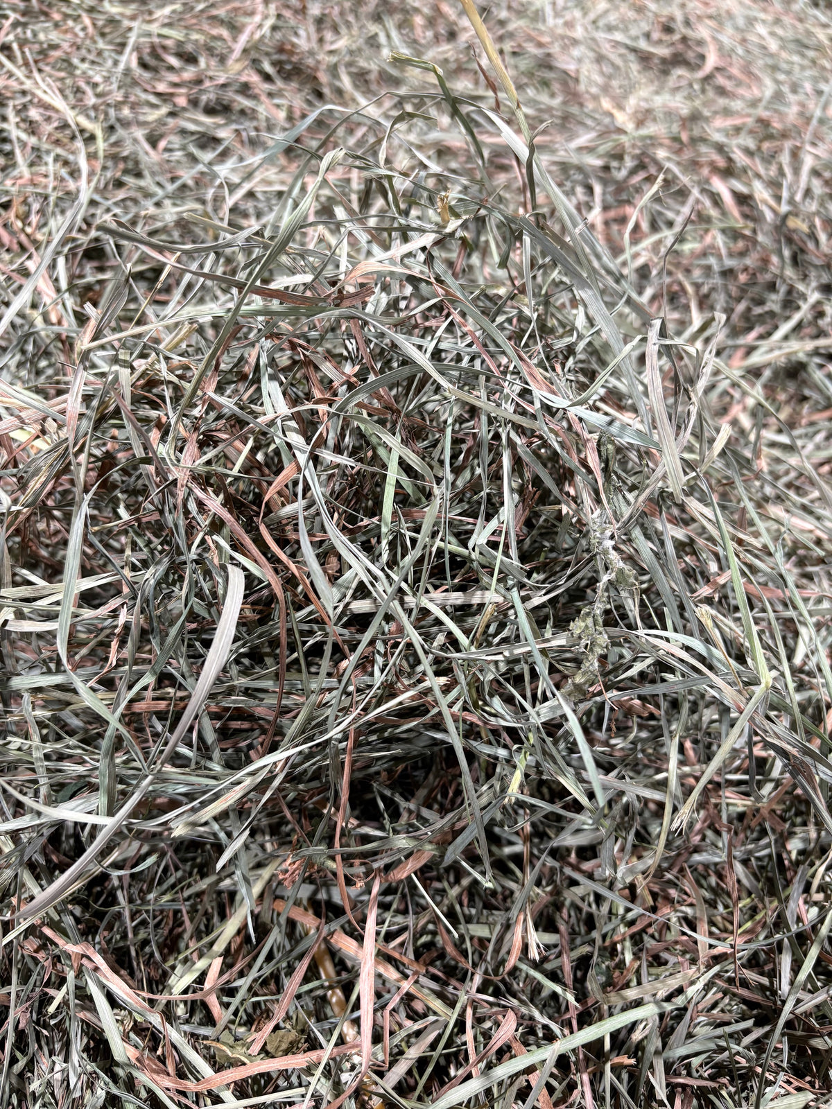 2026 3rd Cut Orchard Grass