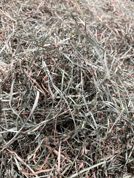 2026 3rd Cut Orchard Grass