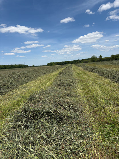 2026 1st Cut Orchard Grass Hay