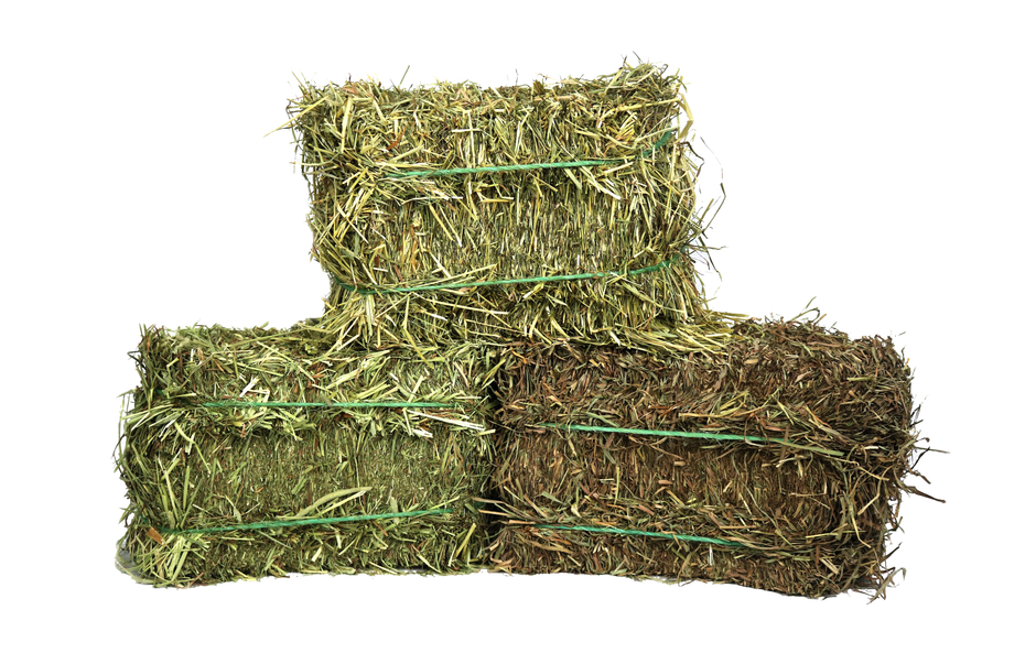 Hay Grown in Canada- Timothy Hay and Orchard grass hay for Rabbits and ...