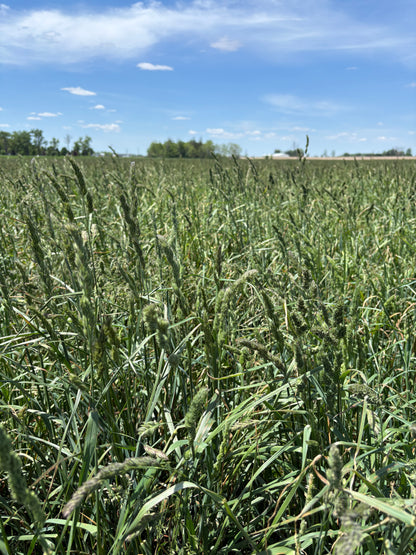 2026 1st Cut Orchard Grass Hay