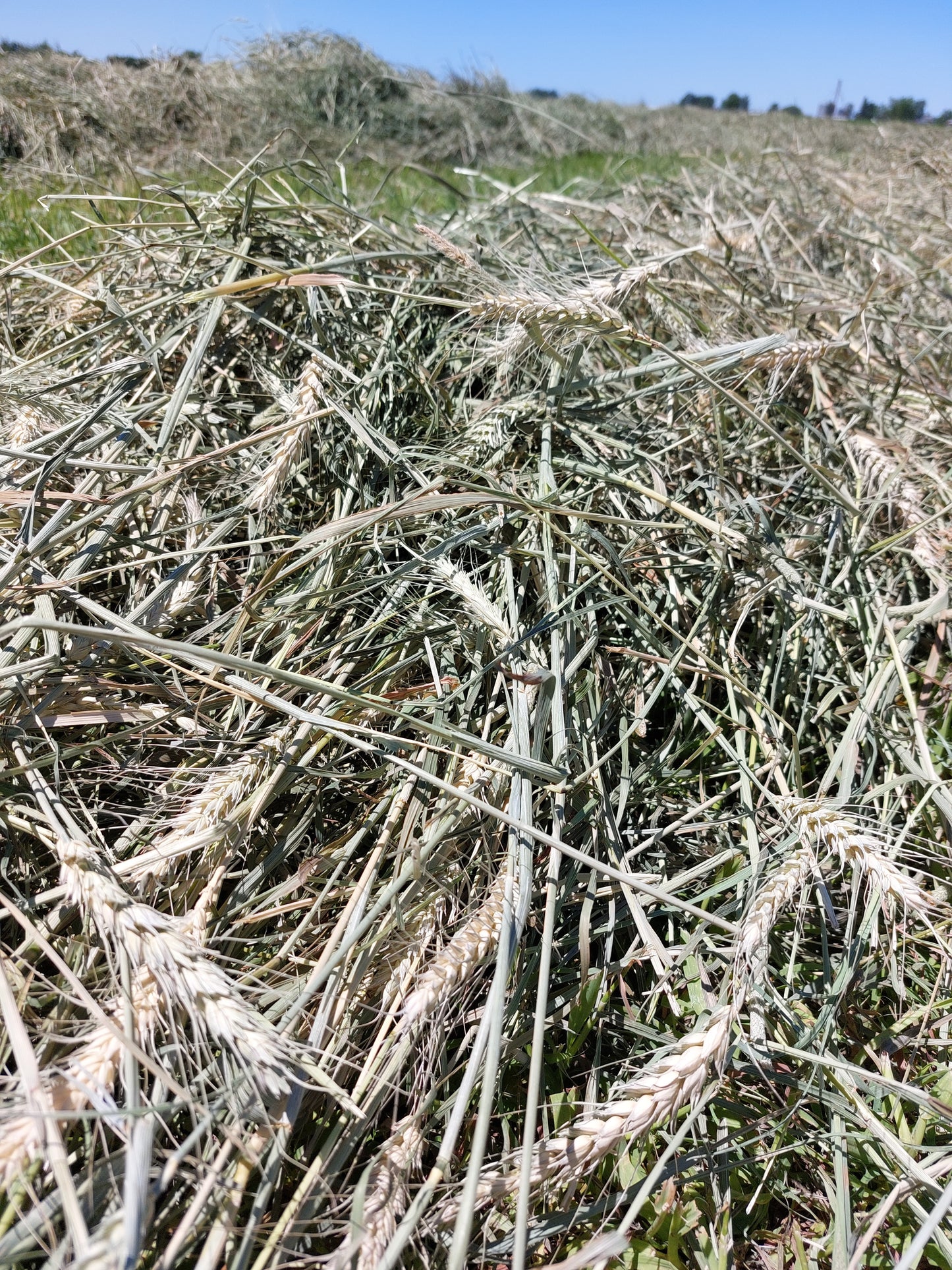 1st Cut Timothy, Orchard, Wheat Grass Blend Hay