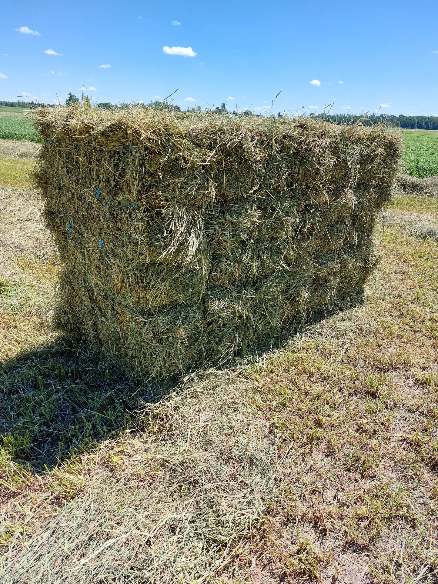 1st Cut Timothy, Orchard, Wheat Grass Blend Hay