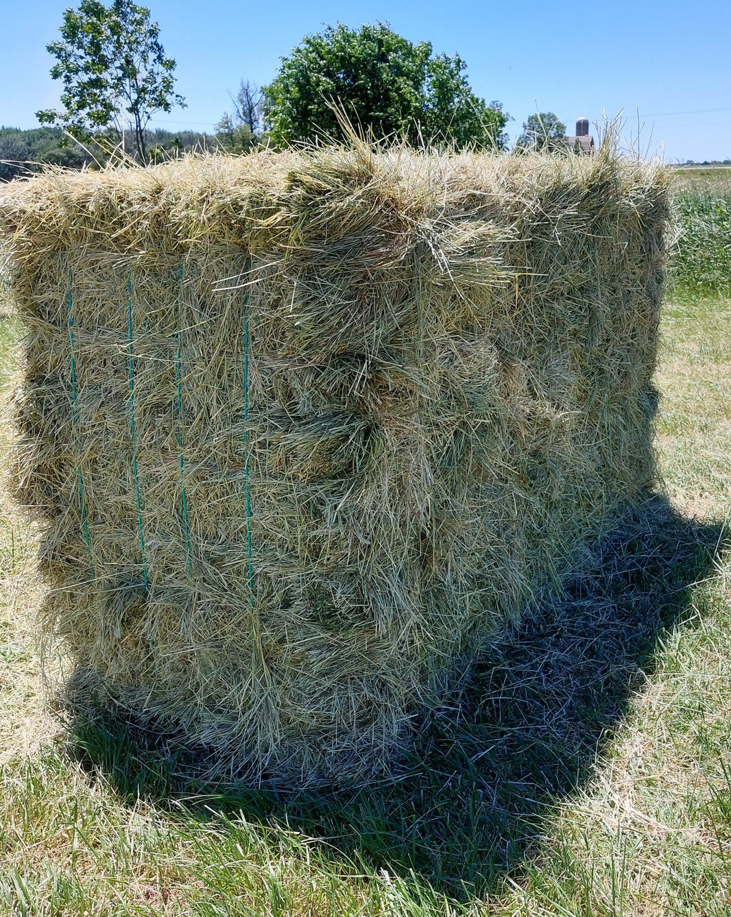 Grassy Hay Rabbit Timothy Hay and Orchard grass hay for Rabbits and Guinea Pigs – Hay Country