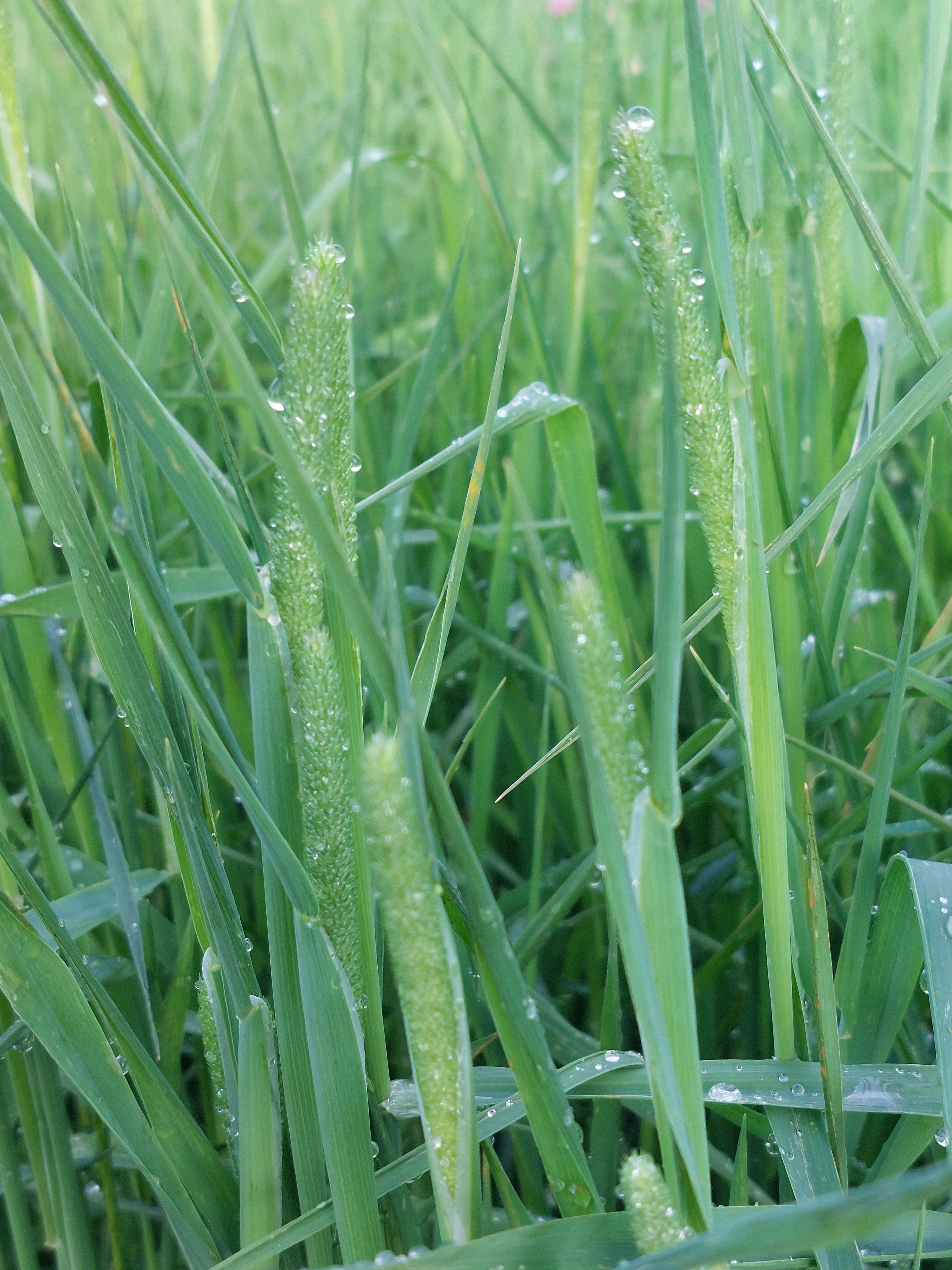 Timphy Hay Hay Grown in Canada- Timothy Hay and Orchard grass hay for Rabbits and ...
