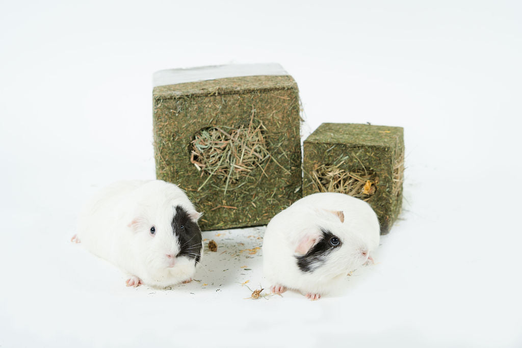 Hay cubes hot sale for guinea pigs